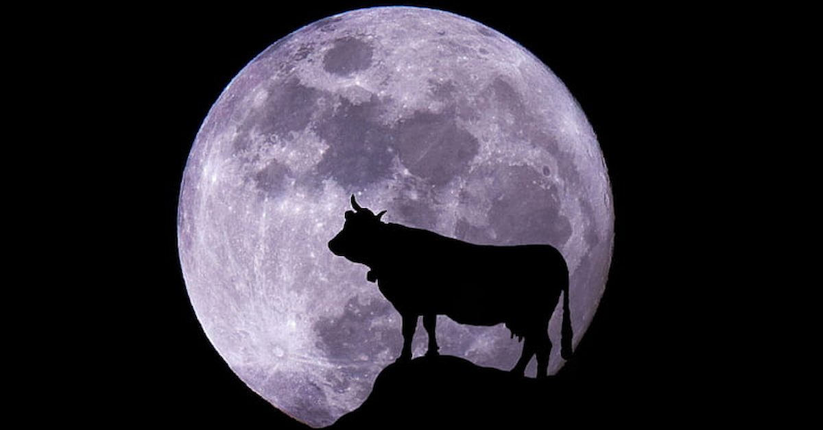 Myakka Music Festival